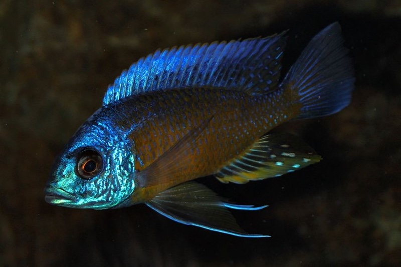 Copadichromis borleyi 'Namalenje Island'